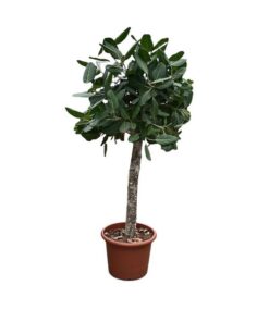 Ficus Benghalensis boom – 180 cm – ø45