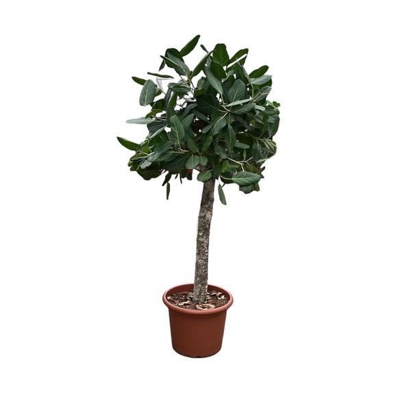 Ficus Benghalensis boom – 180 cm – ø45