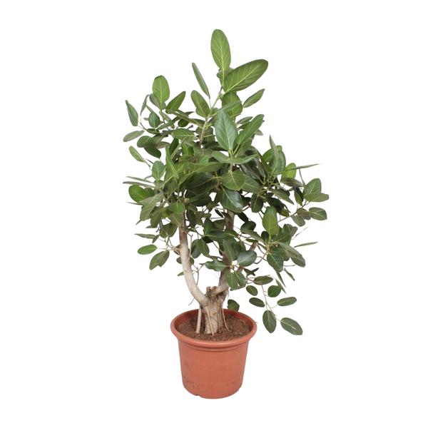 Ficus Benghalensis vertakt – 170 cm – ø50