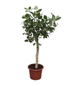 Ficus Benghalensis boom – 200 cm – ø50