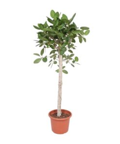 Ficus Benghalensis boom – 180 cm – ø40