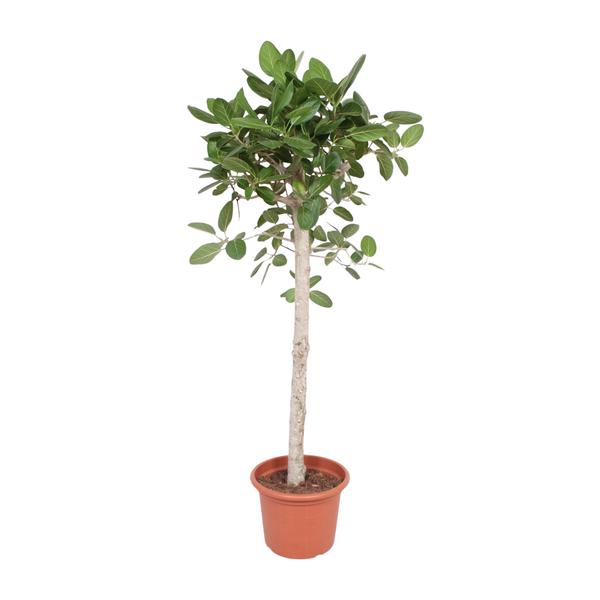 Ficus Benghalensis boom – 180 cm – ø40