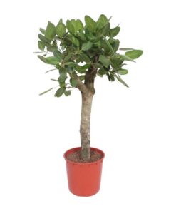 Ficus Benghalensis boom – 150 cm – ø34