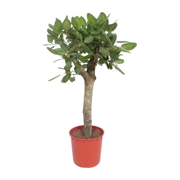 Ficus Benghalensis boom – 150 cm – ø34