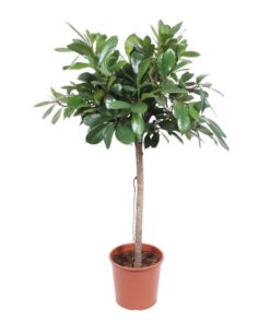 Ficus Cyathistipula boom – 150 cm – ø30