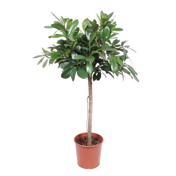 Ficus Cyathistipula boom – 150 cm – ø30