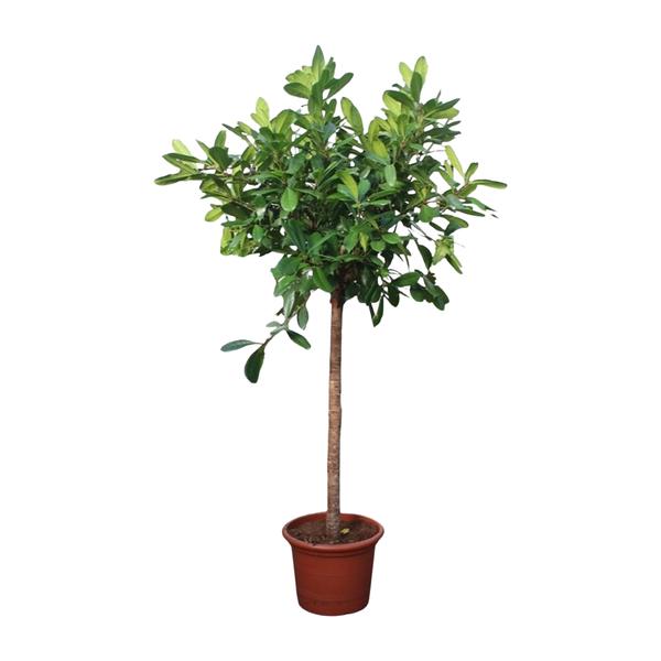 Ficus Cyathistipula boom – 250 cm – ø50