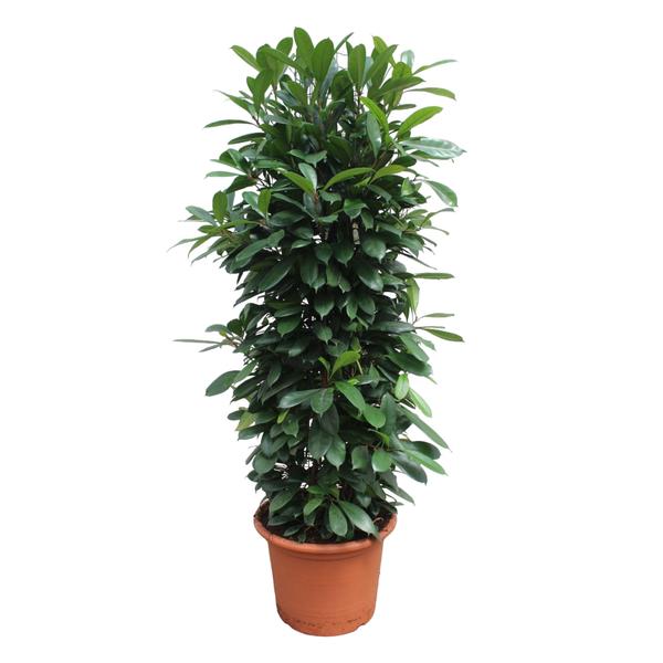 Ficus Cyathistipula gaasrek – 230 cm – ø60