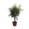 Ficus Benjamina Exotica vertakt – 190 cm – ø50