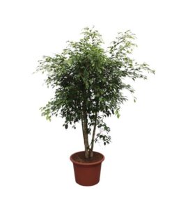 Ficus Benjamina Exotica vertakt – 190 cm – ø50