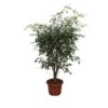 Ficus Benjamina Exotica vertakt – 150 cm – ø40