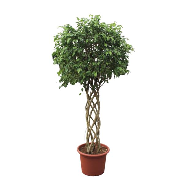 Ficus Benjamina Exotica gevlochten stam – 250 cm – ø55