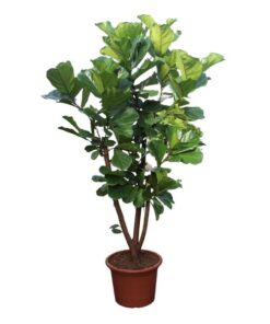 Ficus Lyrata vertakt – 240 cm – ø50