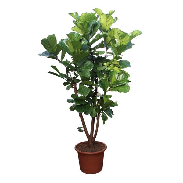 Ficus Lyrata vertakt – 240 cm – ø50