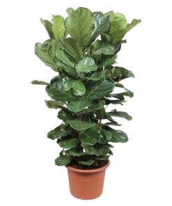 Ficus Lyrata struik XL – 180 cm – ø45