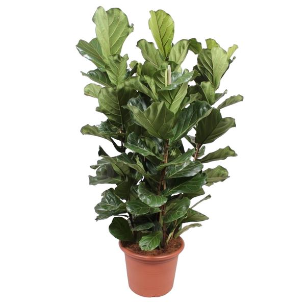 Ficus Lyrata struik XL – 200 cm – ø50