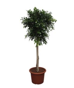 Ficus Nitida boom – 250 cm – ø55