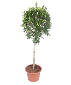 Ficus Nitida boom – 170 cm – ø40