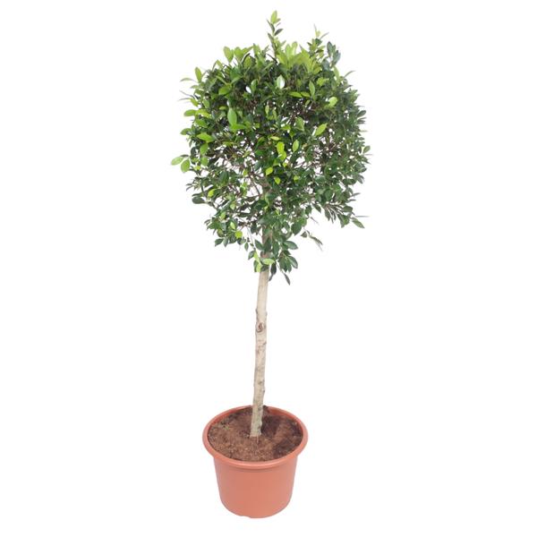 Ficus Nitida boom – 170 cm – ø40