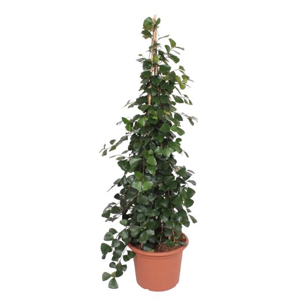 Ficus Trinova pyramide – 240 cm – ø50