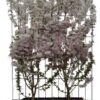 Prunus nipponica ‚Brillant‘ – ↨180cm – 1 pcs