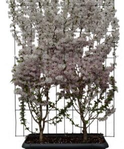 Prunus nipponica ‚Brillant‘ – ↨180cm – 1 pcs