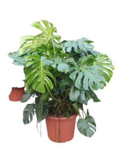 Monstera Deliciosa XXXL – 130 cm – ø55