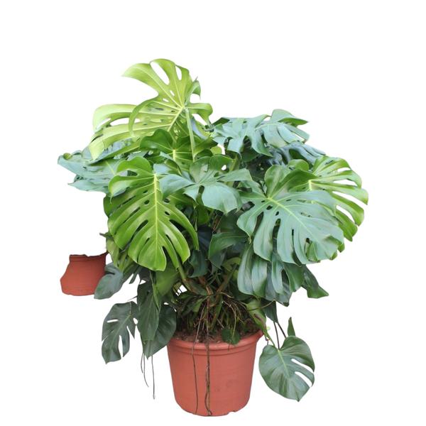 Monstera Deliciosa XXXL – 130 cm – ø55