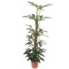 Philodendron Dragon Tail mosstok – 150 cm – ø27