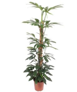 Philodendron Dragon Tail mosstok – 150 cm – ø27