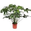 Philodendron Green Wonder – 140 cm – ø34