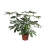 Philodendron Green Wonder XL – 140 cm – ø45