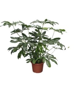 Philodendron Green Wonder XL – 140 cm – ø45