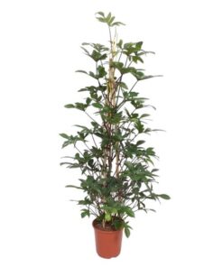 Philodendron Pedatum gaasrek – 160 cm – ø27