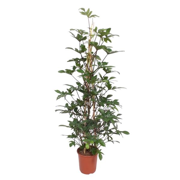 Philodendron Pedatum gaasrek – 160 cm – ø27