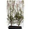 Prunus ‚Okame‘ – ↨180cm – 1 pcs