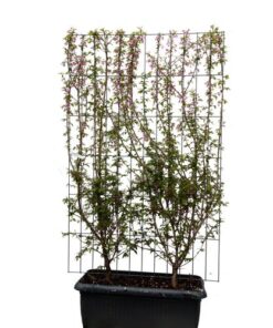 Prunus ‚Okame‘ – ↨180cm – 1 pcs