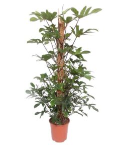 Philodendron Pedatum mosstok – 160 cm – ø27