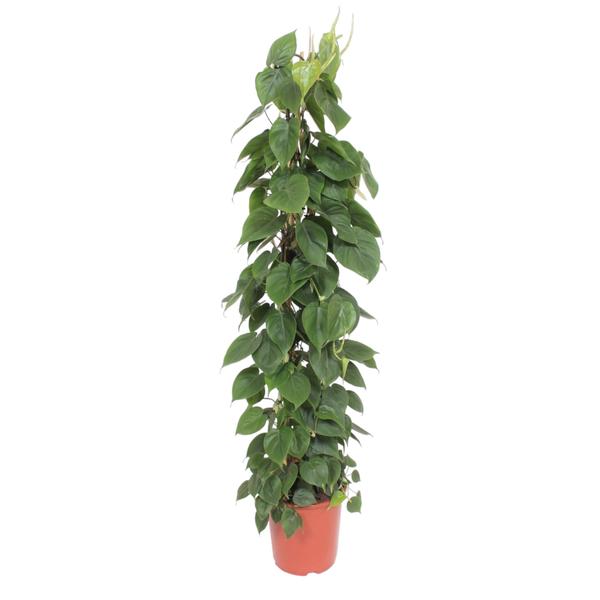 Philodendron Scandens gaasrek – 150 cm – ø27