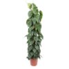 Philodendron Scandens mosstok – 150 cm – ø27