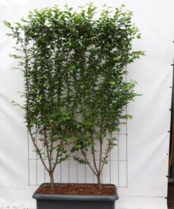 Prunus subh. ‚Autumnalis Rosea‘ – ↨180cm – 1 pcs