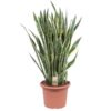 Sansevieria Laurentii – 100 cm – ø35