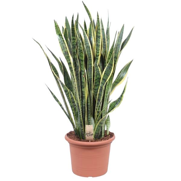 Sansevieria Laurentii – 100 cm – ø35