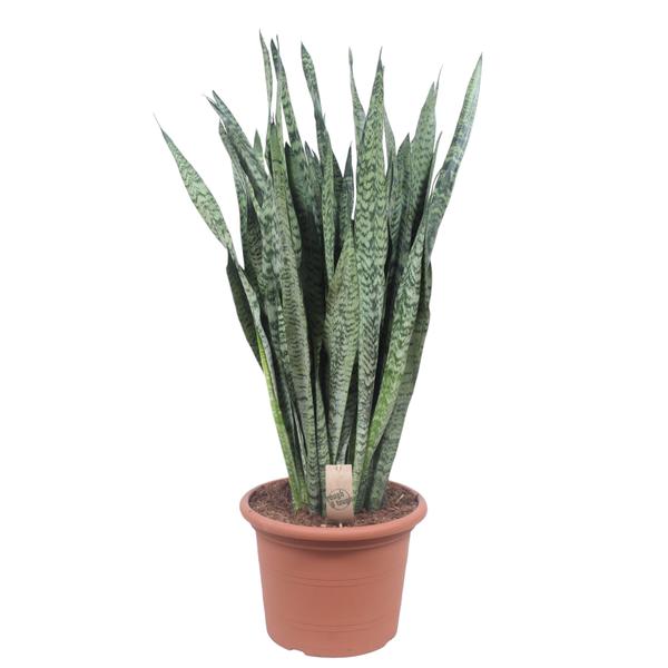 Sansevieria Zeylenica – 110 cm – ø35