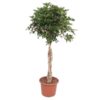 Schefflera Arboricola Compacta gevlochten stam – 180 cm – ø45