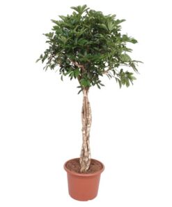 Schefflera Arboricola Compacta gevlochten stam – 180 cm – ø45