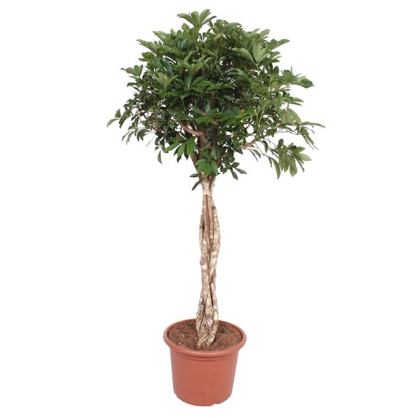 Schefflera Arboricola Compacta gevlochten stam – 180 cm – ø45