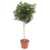 Schefflera Arboricola Compacta boom – 190 cm – ø45