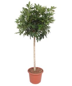 Schefflera Arboricola Compacta boom – 190 cm – ø45