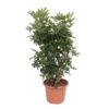 Schefflera Arboricola Compacta vertakt – 140 cm – ø40